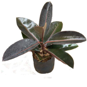 Ficus Elástico Negro