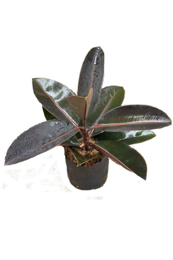 Ficus Elástico Negro