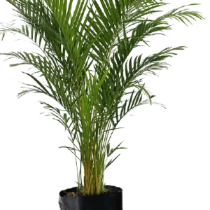 Palmera Hawaiana