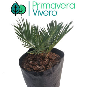Palmera sica