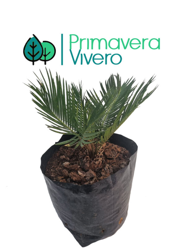 Palmera sica