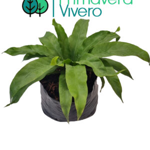 Helecho Nido de Ave