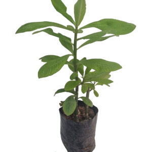 Árbol de la vida