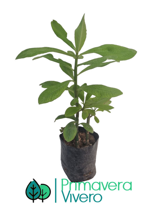 Árbol de la vida